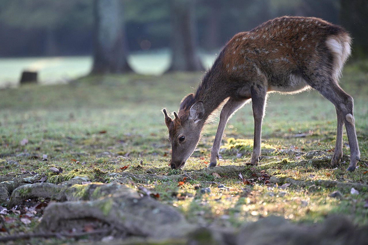 A Deer Eating On Grass Deer