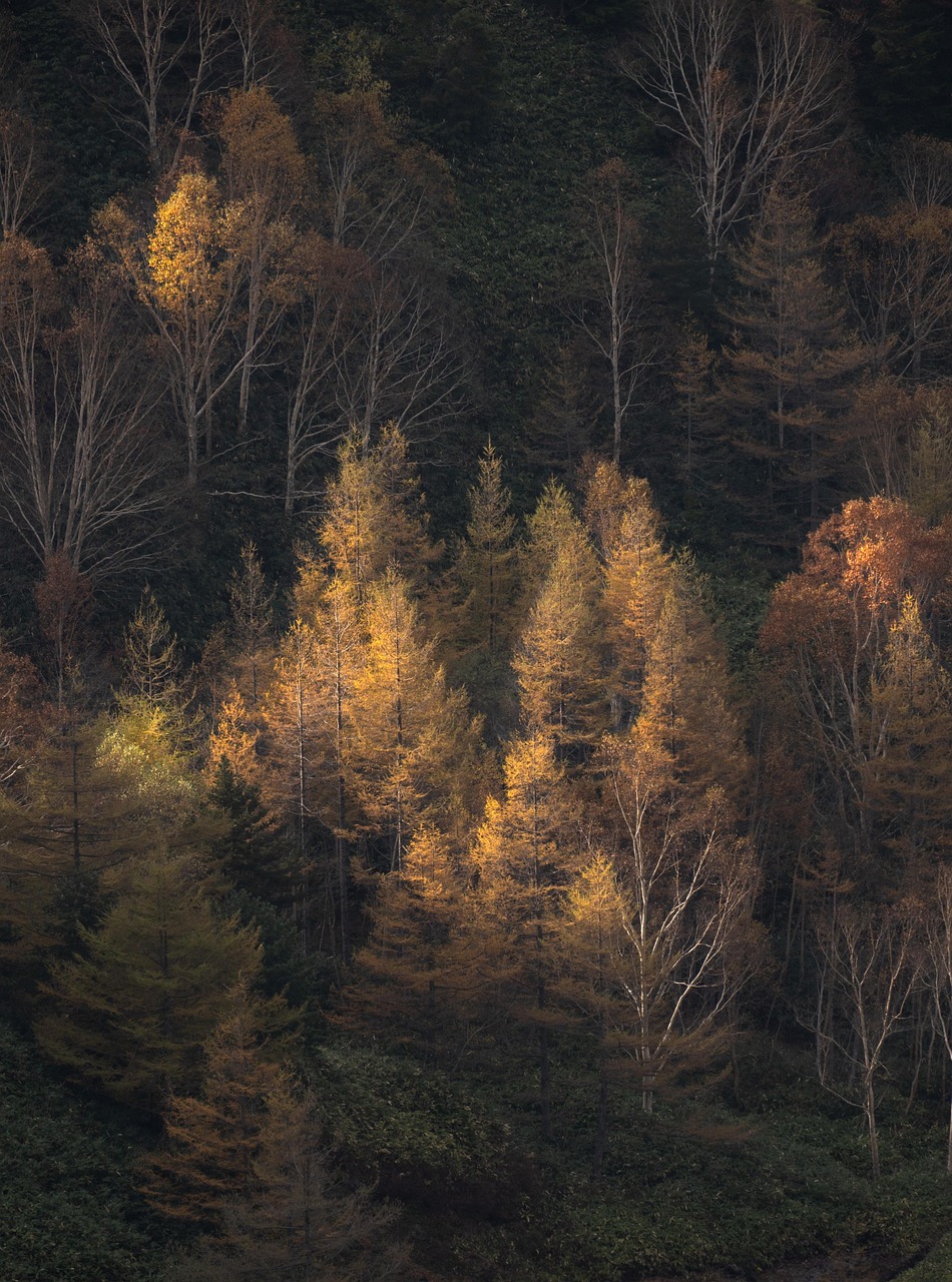 Deep Wilderness Woods